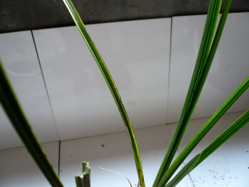 蕙兰立挺叶水晶缟
