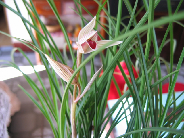 莲瓣兰红舌4苗3芽