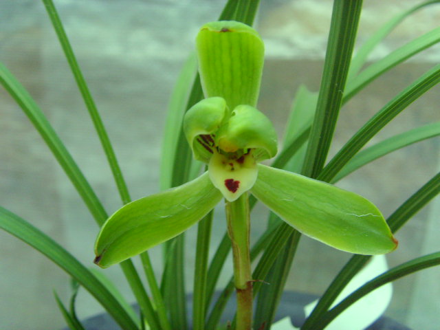 冠姚梅9苗1花苞