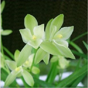 七仙女~5苗 6芽(超值)
