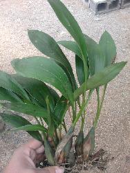 野生兰花+-+中国兰花交易网