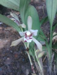 白花兔耳兰带花带苞