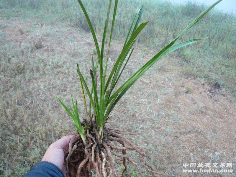 蕙兰雪白水晶散斑带一花苞赌好花