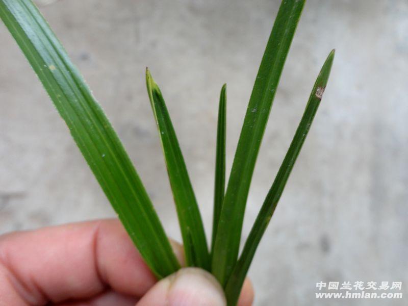【蕙兰 挺叶 水晶头】 - 中国兰花交易网图片