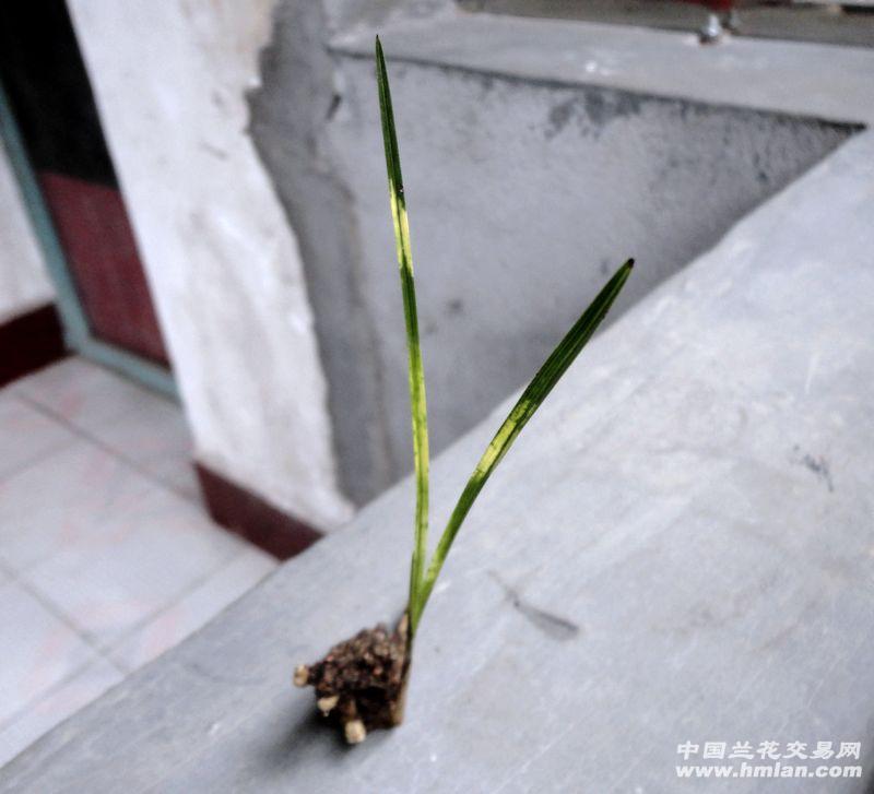 【蕙兰龙蛋 漂亮 正品虎斑(蝴蝶园质保)】 - 中国兰花