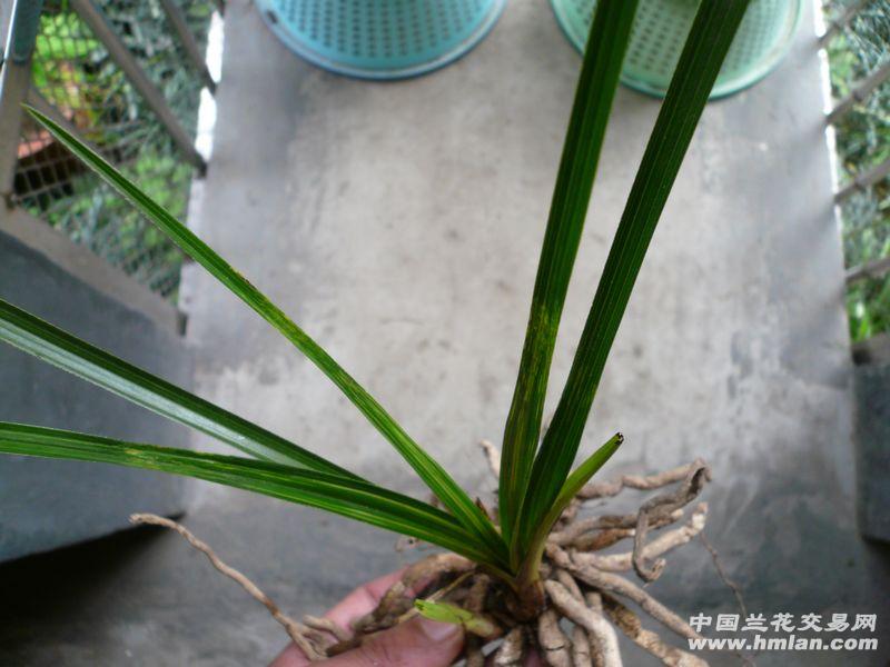 【蕙兰 大帽 水晶中透缟】
