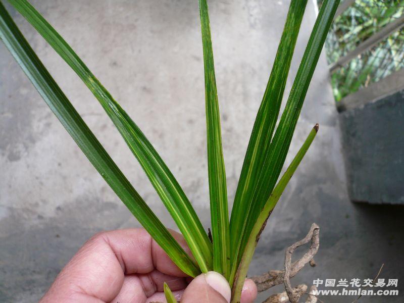【蕙兰 大帽 水晶中透缟】