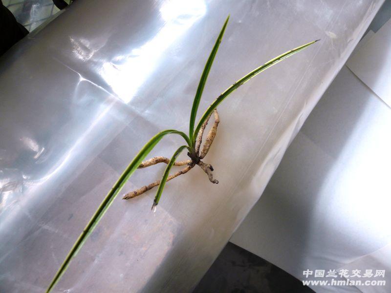 【蕙兰 龙根 木纹草 靓黄边】 - 中国兰花交易网