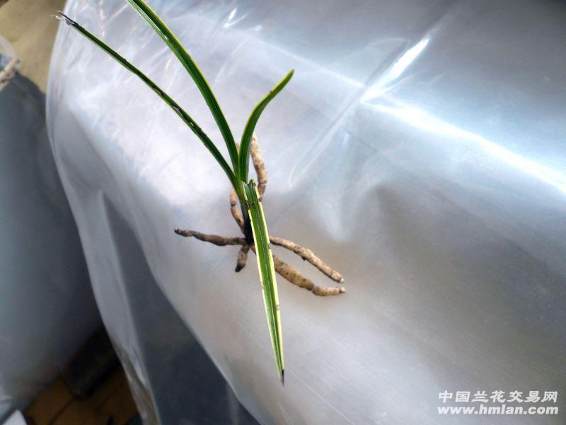 【蕙兰 龙根 木纹草 靓黄边】 - 中国兰花交易网