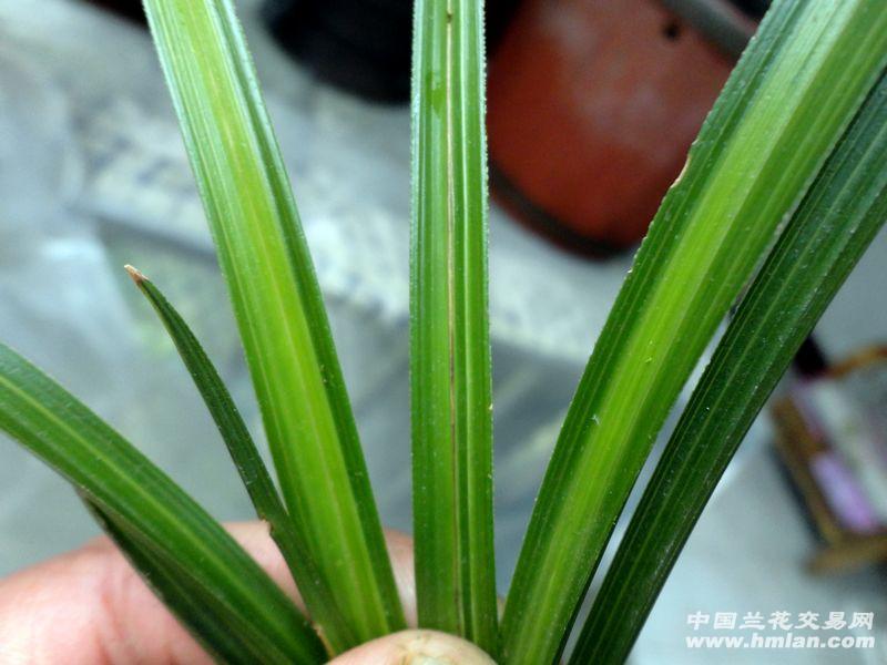 【蕙兰 大棵型 青蓝线 中透】 - 中国兰花交易网