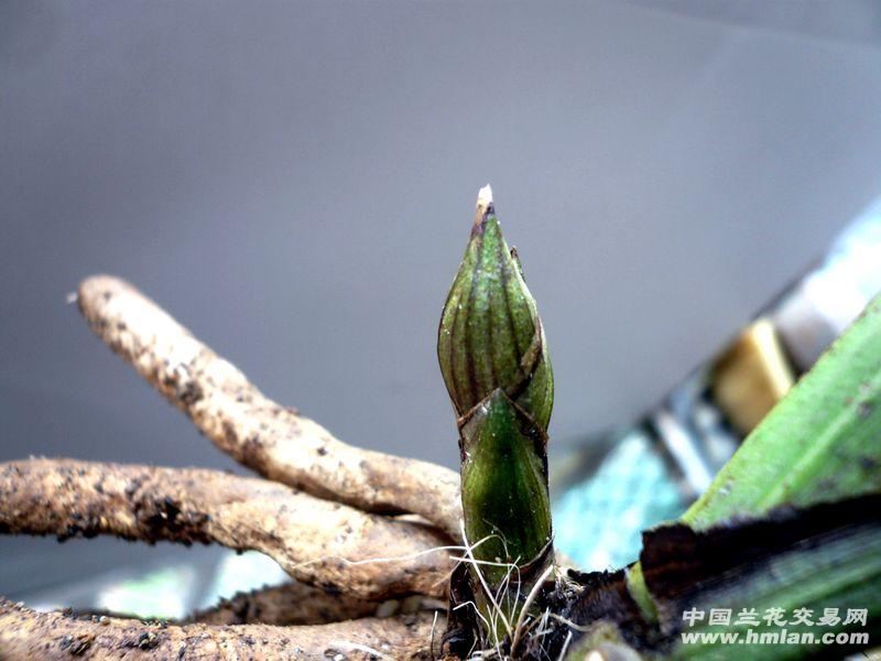 蕙兰精品荷瓣苞大棵木纹草