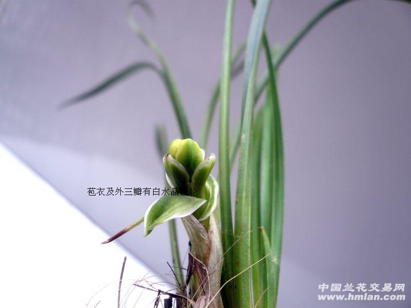 春兰精品梅瓣细叶类