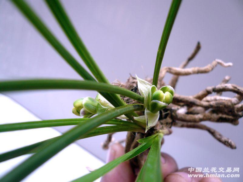 【春兰精品梅瓣(细叶类 中国兰花交易网