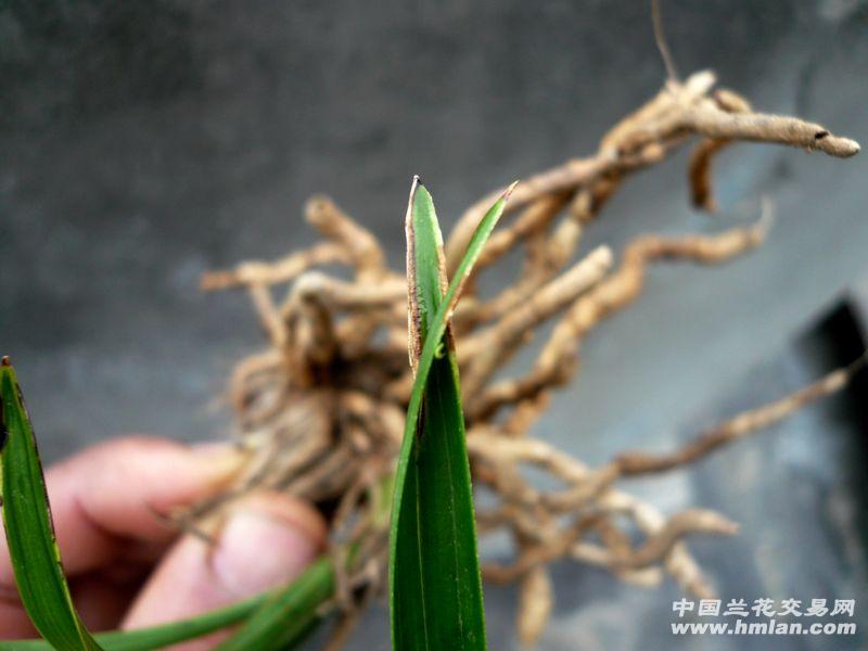 春兰瓢草水晶头