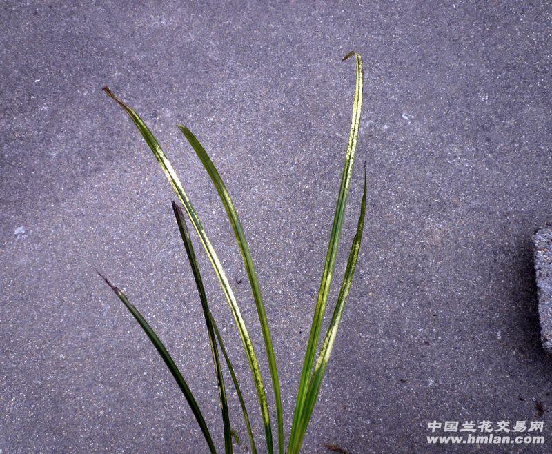 蕙兰高品质流水斑