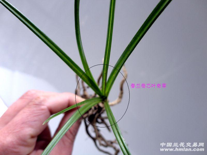 所有分类 下山新品 春兰 奇叶 【春兰--转芯多叶奇草】 母苗状况: 片图片