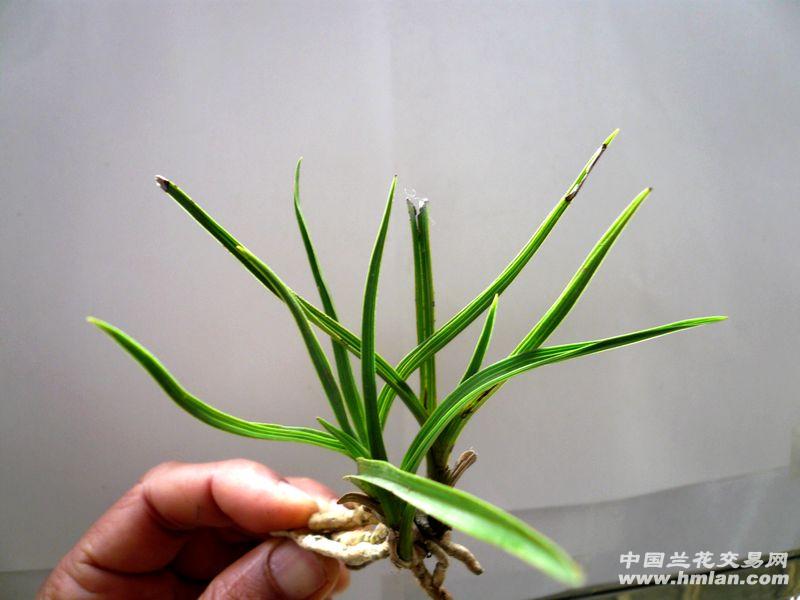 蕙兰--【 联苗矮种 夹缝异型草】