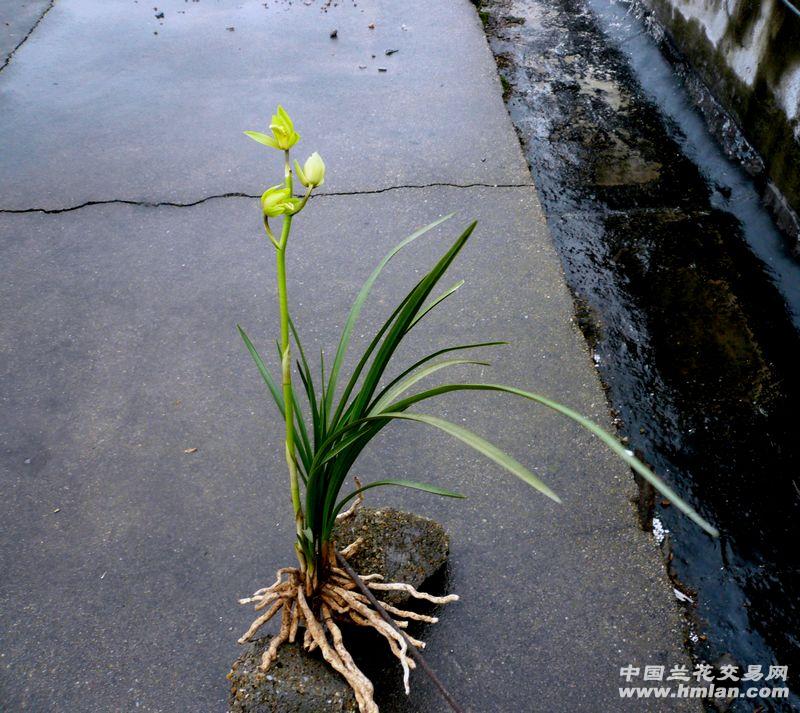 蕙兰【秦岭 灯笼大荷】