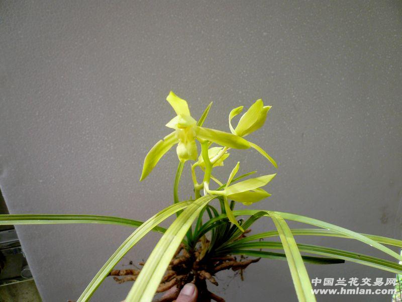 蕙兰--【黄花素】