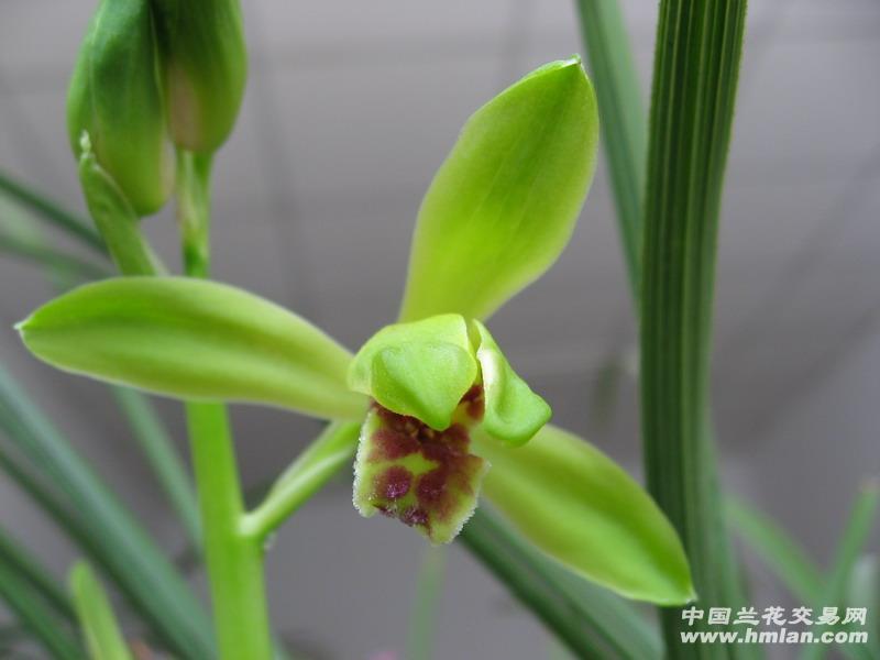 特壮仙绿5--2苗带1大芽 - 中国兰花交易网
