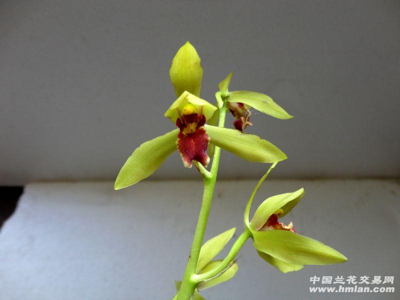 蕙兰好花守黄花红舌