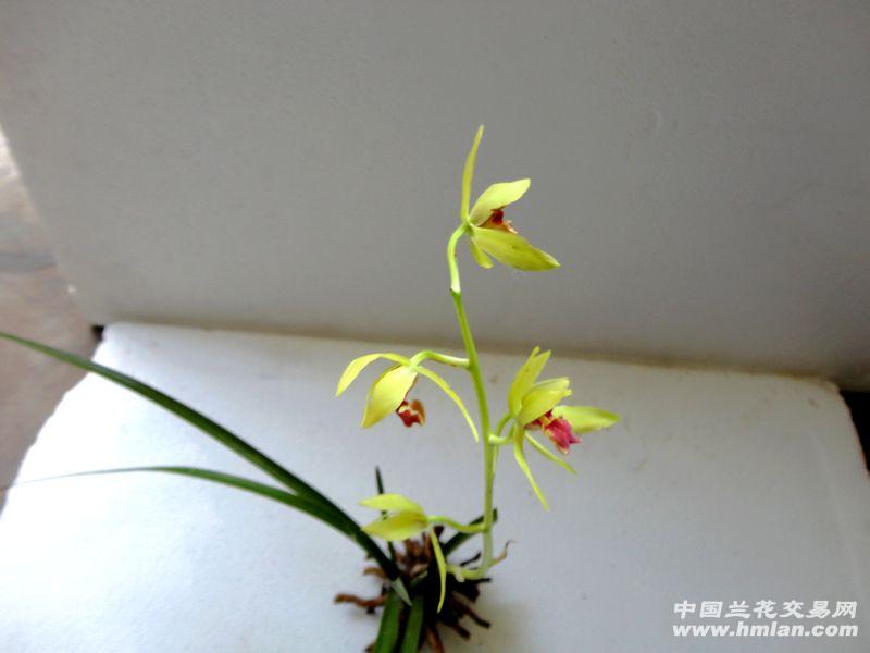 蕙兰好花守黄花红舌