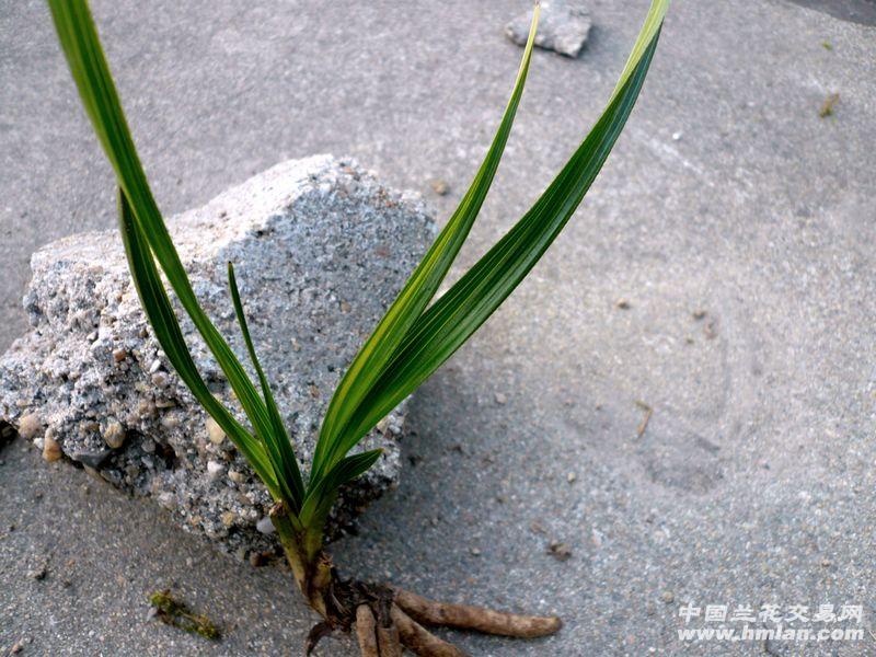 蕙兰单苗水晶缟