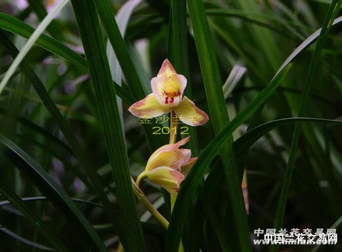 彩云带花,首次拍卖