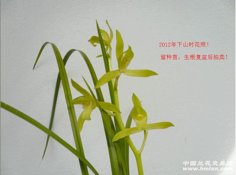 蕙兰细叶黄花素