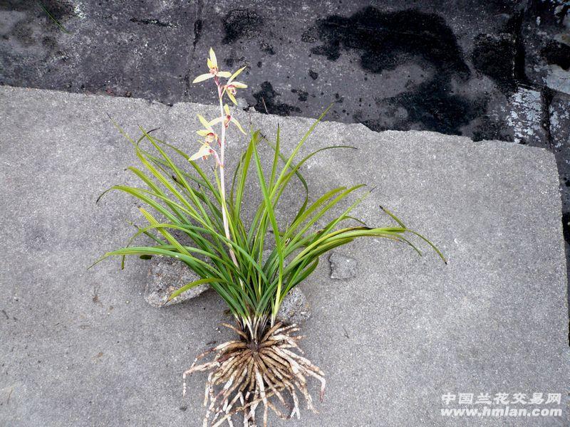 蕙兰红柄大黄花鲜黄草艺开花1