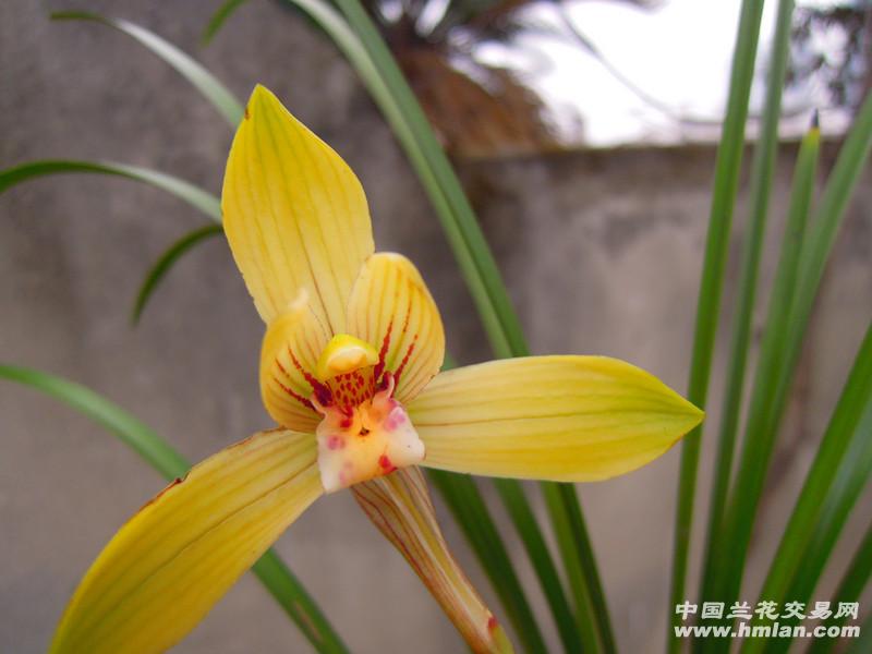 所有分类 春兰—金荷鼎【带花 金荷鼎,春兰大花