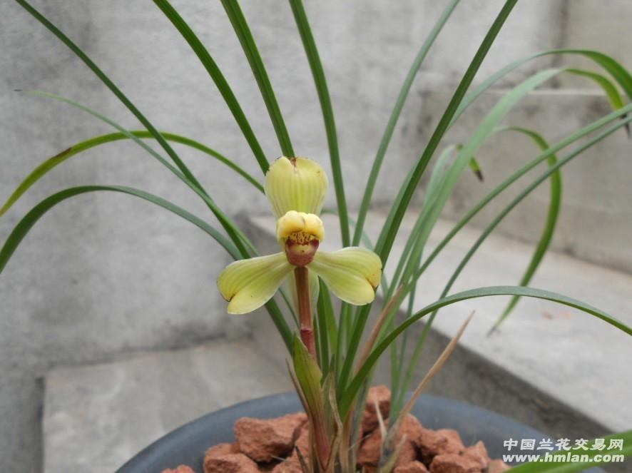 春兰皇梅【子母苗花已谢】 - 中国兰花交易网