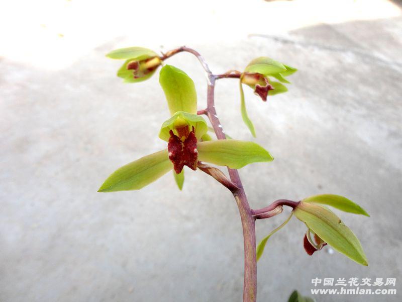 蕙兰 荷型 鲜 红舌】