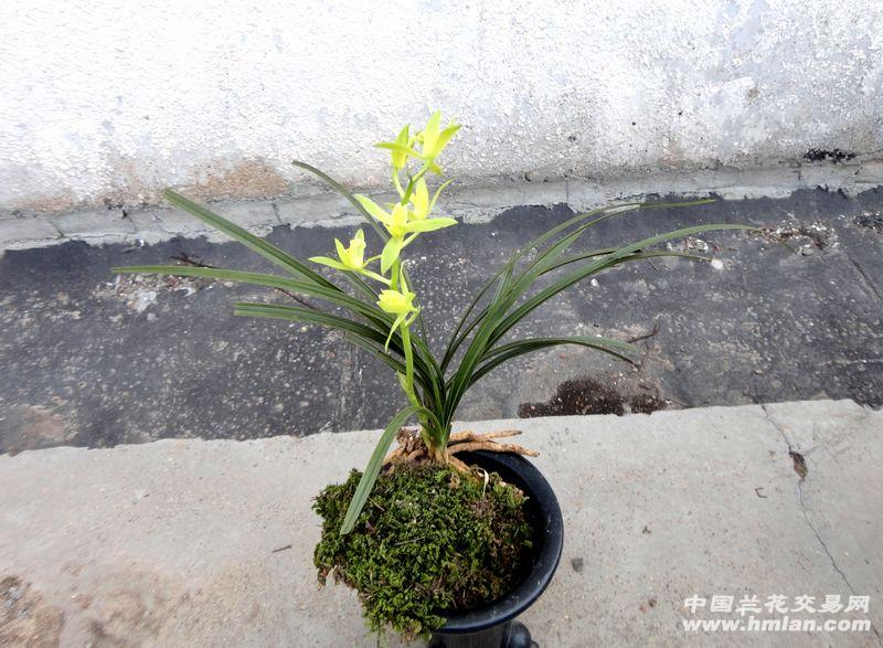△ 蕙兰-【黑叶.矮蕙 小荷型素】图片