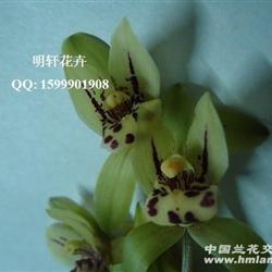 兔耳兰 串种荷瓣 3苗 0起拍 p82