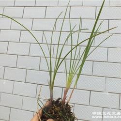 红草豆瓣兰一组0起拍