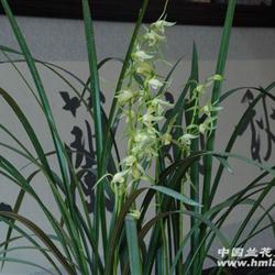 飘亮寒兰素心带3个花苞(3)