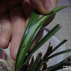 惠兰水晶中透《带芽》