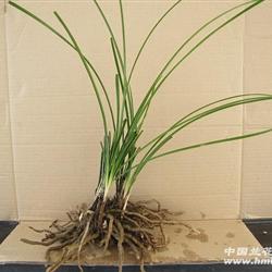 蕙兰经典细叶直立v型叶,赌奇花!a88