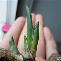 刚下山的 惠兰 龙根矮种