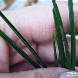 龙根蕙兰大刀锯叶型草