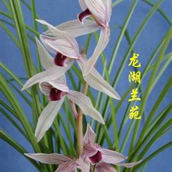 红舌2苗b - 中国兰花交易网