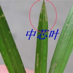 刚下山龙根春剑***芯叶水晶***赌草! - 中国兰花交易