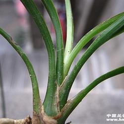 漂亮的下山春兰送春排列奇草龙根【重拍 中国兰花交易网