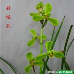 蕙兰壮苗新极品带3芽点【阳台草】