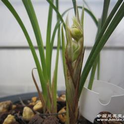 莲瓣兰梅瓣-带花,带芽