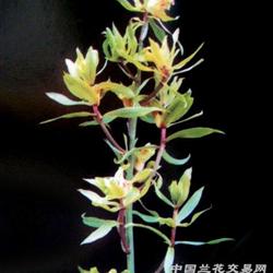 漂亮远东奇蝶 - 中国兰花交易网