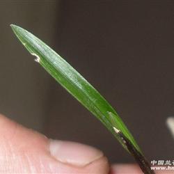 叶片起皮 - 兰花网