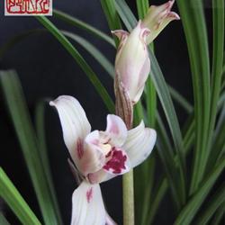 邛玦(白蝴蝶)前垄1发2漂亮好苗带花苞0216