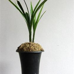 茶城榜荷 - 中国兰花交易网